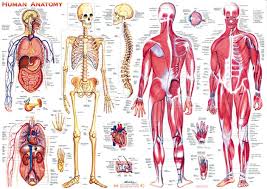 HUMAN BODY SYSTEM AND WORK PROCESS